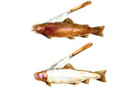 Illustration Food Fisch Filieren Fisch zerlegen