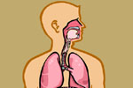 Illustration Medizinillustration Medizin Lunge Lungenflügel